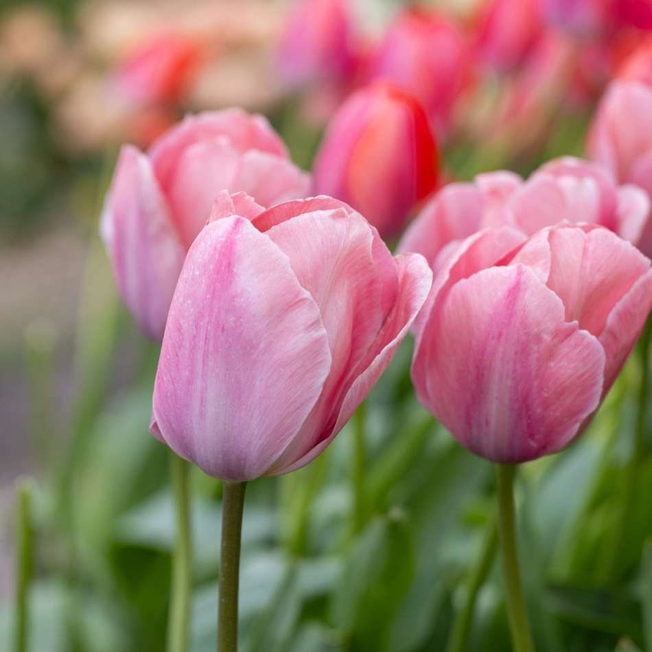 Tulpanen 'Mystic van Eijk'